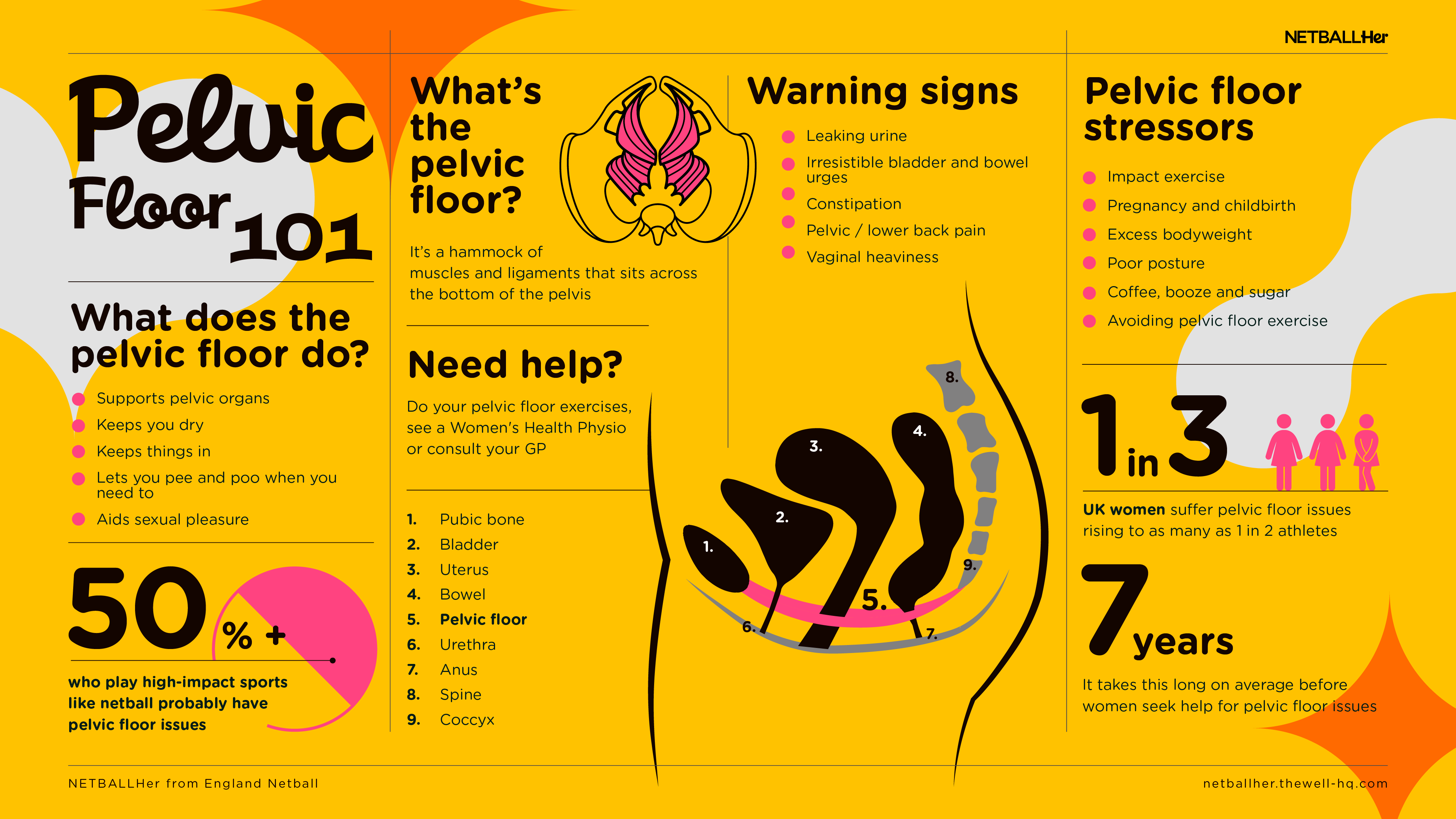 pelvic floor infographic